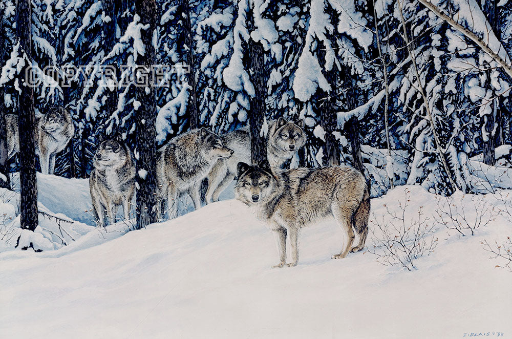 Timber’s Edge – 12x18” – Unframed Limited Edition Print - 150