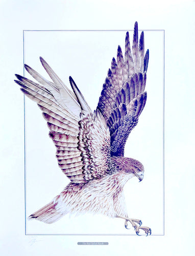 Red-Tailed Hawk – 18x24” – Unframed Limited Edition Artist’s Proof – 7